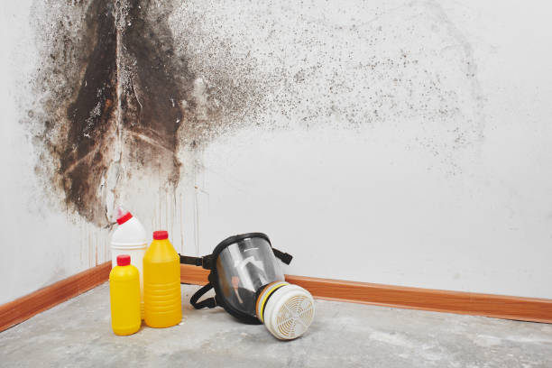 Best Office Mold Removal Services  in Columbus, WI