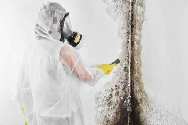 Best Attic Mold Removal  in Columbus, WI