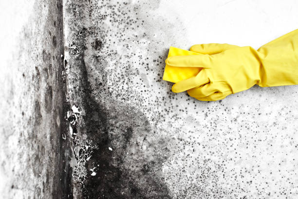 Best Commercial Mold Removal  in Columbus, WI