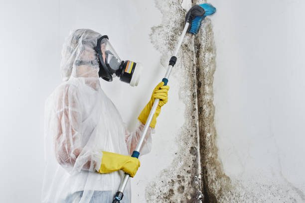 Best Home Mold Removal  in Columbus, WI