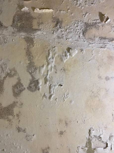 Home Mold Removal in Columbus, WI