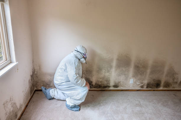 Best Mold Damage Repair  in Columbus, WI