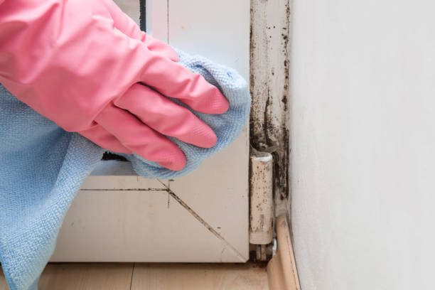Best Crawl Space Mold Removal  in Columbus, WI